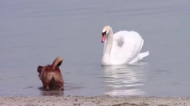 küçük köpek vs büyük Kuğu