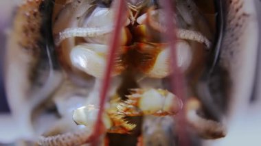 ıstakoz, aşırı yakın çekim