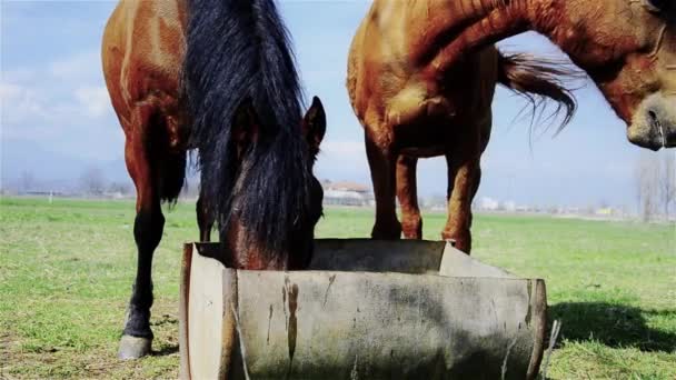 水まき場所の馬 — ストック動画