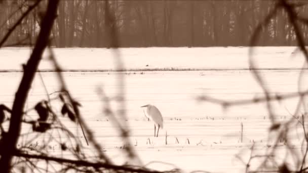 Ein weißer Reiher im Schnee — Stockvideo