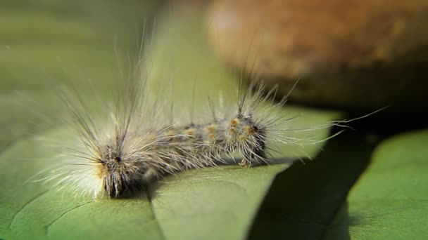 Caterpillar close up — Stock Video