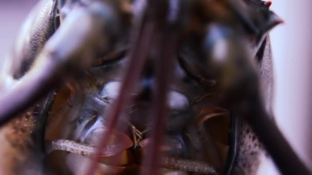 Kreeft, extreme close-up — Stockvideo