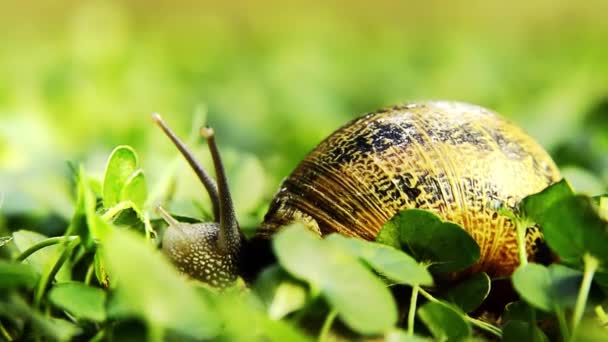 Schnecke aus nächster Nähe — Stockvideo