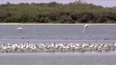 martı ve flamingolar