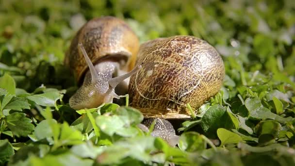 Schnecke aus nächster Nähe — Stockvideo