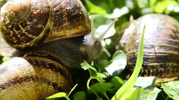 Escargot, gros plan — Video