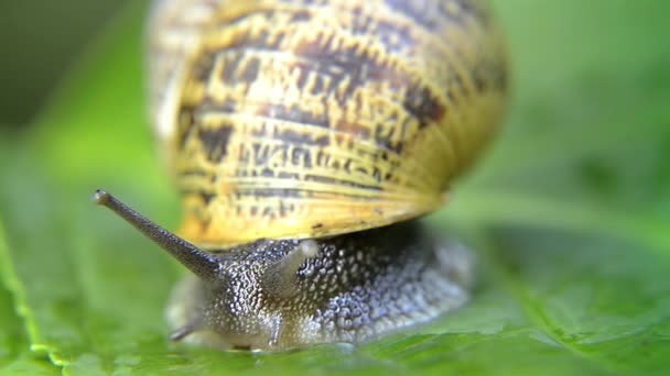 Snail, close up — Stock Video