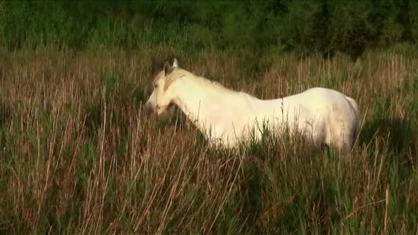 Vita hästen i camargue — Stockvideo