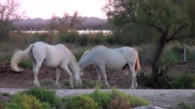 Camargue ATI