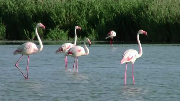 Flamingor — Stockvideo