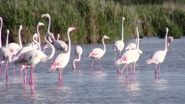 Flamingolar