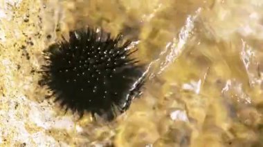 Deniz kestanesi
