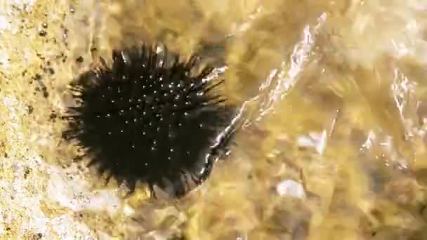 Mořský ježek — Stock video