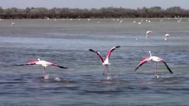 flamingolar uçan