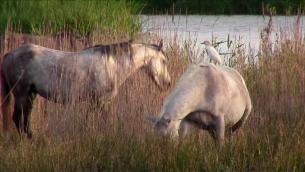两匹白马和一只有趣的鸟 — 图库视频影像