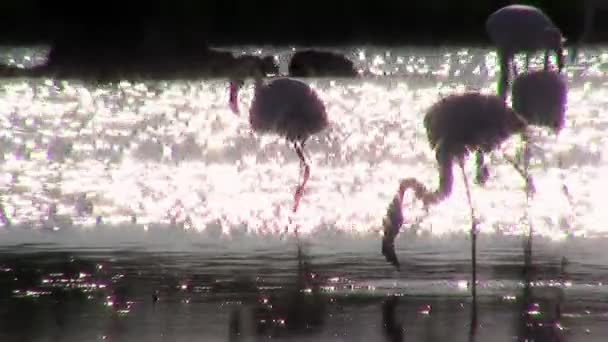 Flamingos ao pôr do sol, luz de fundo — Vídeo de Stock