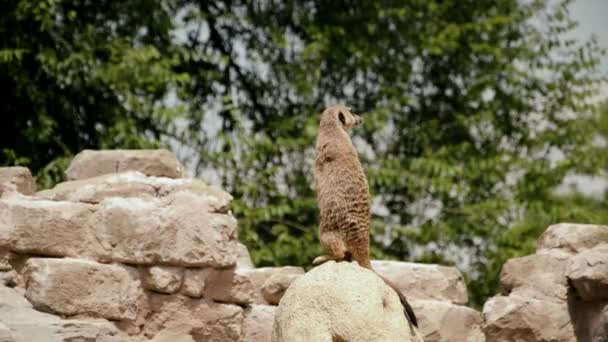 Meerkat — Αρχείο Βίντεο