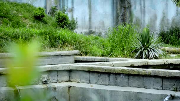 De tuin van een tijger in de Maharadja — Stockvideo