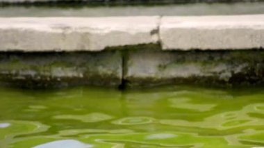 Kaplan yakın çekim