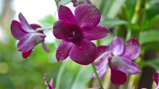 Hermosa orquídea — Vídeo de stock