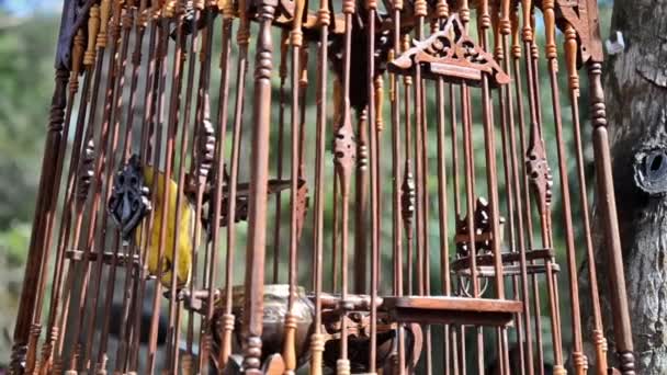 Fågel i en bur — Stockvideo