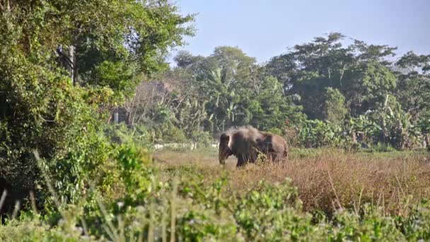 Indische olifant — Stockvideo