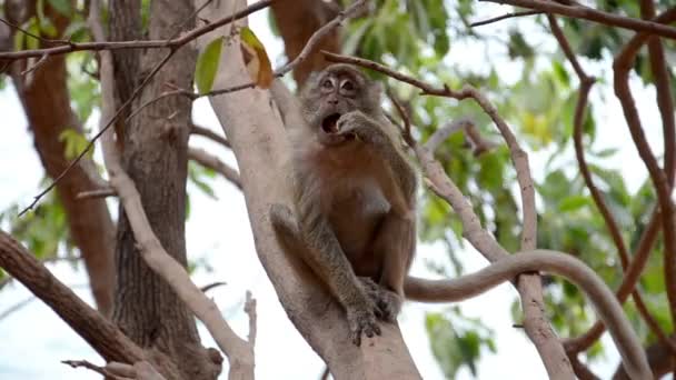Małpa tajlandzka — Wideo stockowe