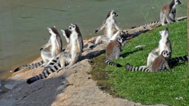 lemurlar