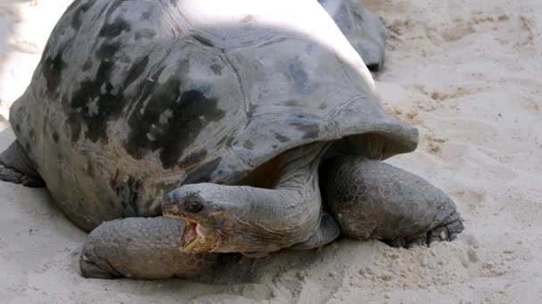 Riesenschildkröte aus nächster Nähe — Stockvideo