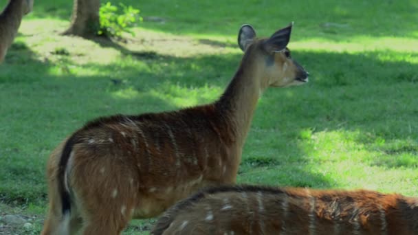 Antilopes — Video