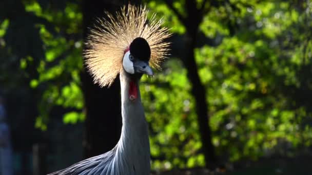 Crowned cranes — Stock Video