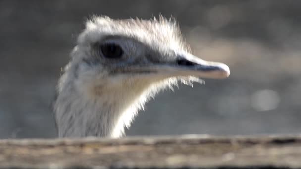 Bonito avestruz — Vídeo de stock