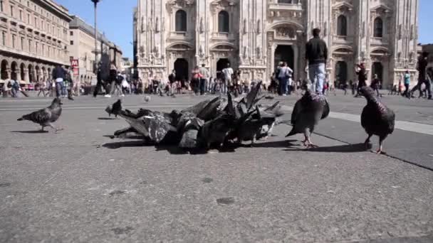 Pigeons à Milan — Video