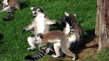 lemurlar