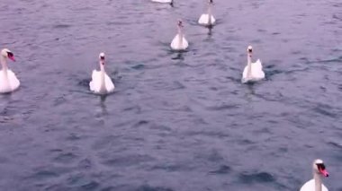 Kuğular