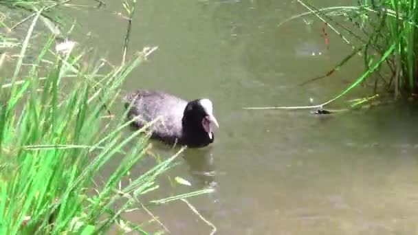 Eurasian coot — Stock Video