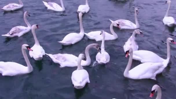 Swans — Stock Video