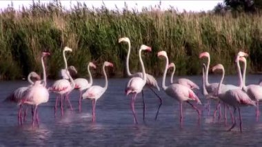 Flamingolar