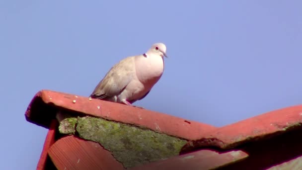 Pigeon on roof — Stock Video