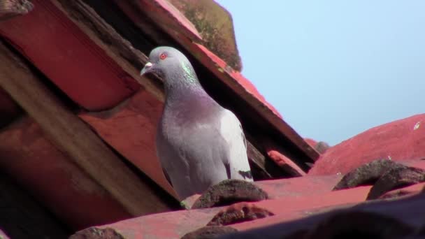 지붕에는 비둘기 — 비디오
