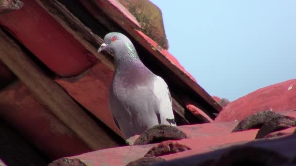 Pombo no telhado — Vídeo de Stock