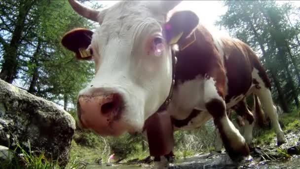 Portrait de vache, extrême gros plan 