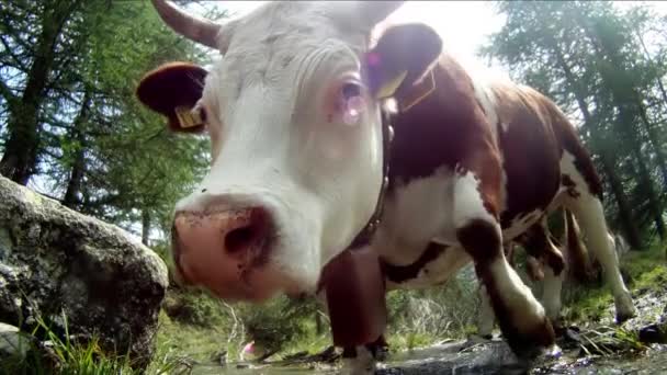 Retrato de vaca, extremo de perto — Vídeo de Stock