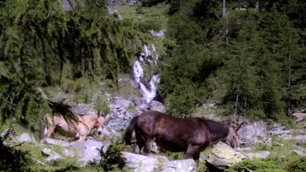 Las mulas en la naturaleza — Vídeo de stock