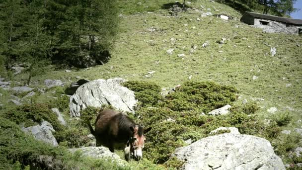 Muł w alpejskim miejsce — Wideo stockowe