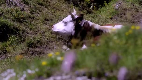 Альпийская корова — стоковое видео