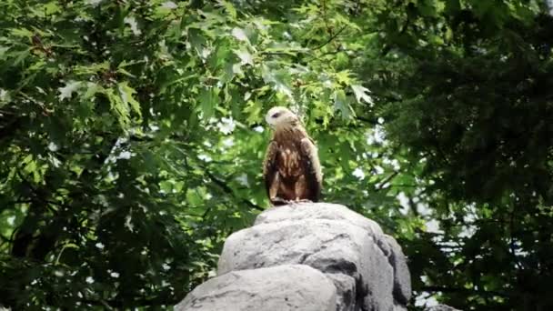 Buizerd — Stockvideo