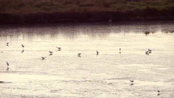 Garzas — Vídeo de stock