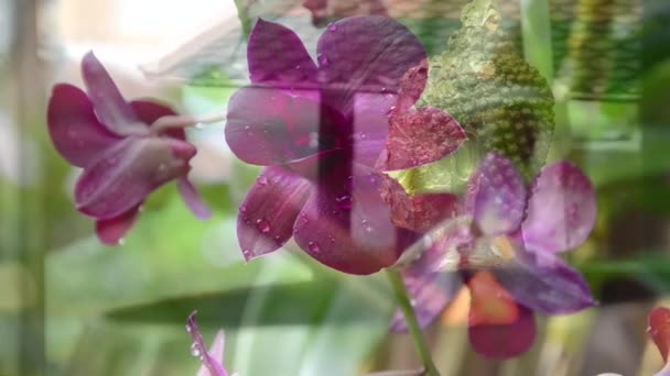 Boeddhisme bewerkt volgorde, vrede, meditatie, positiviteit — Stockvideo