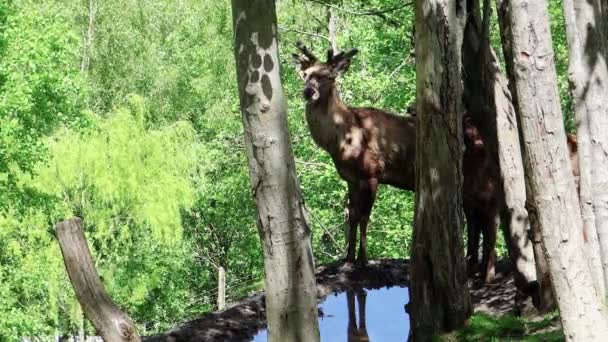 Cervos jovens na floresta — Vídeo de Stock